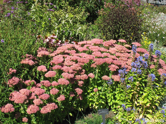 Sedum Autumn Joy 2gal