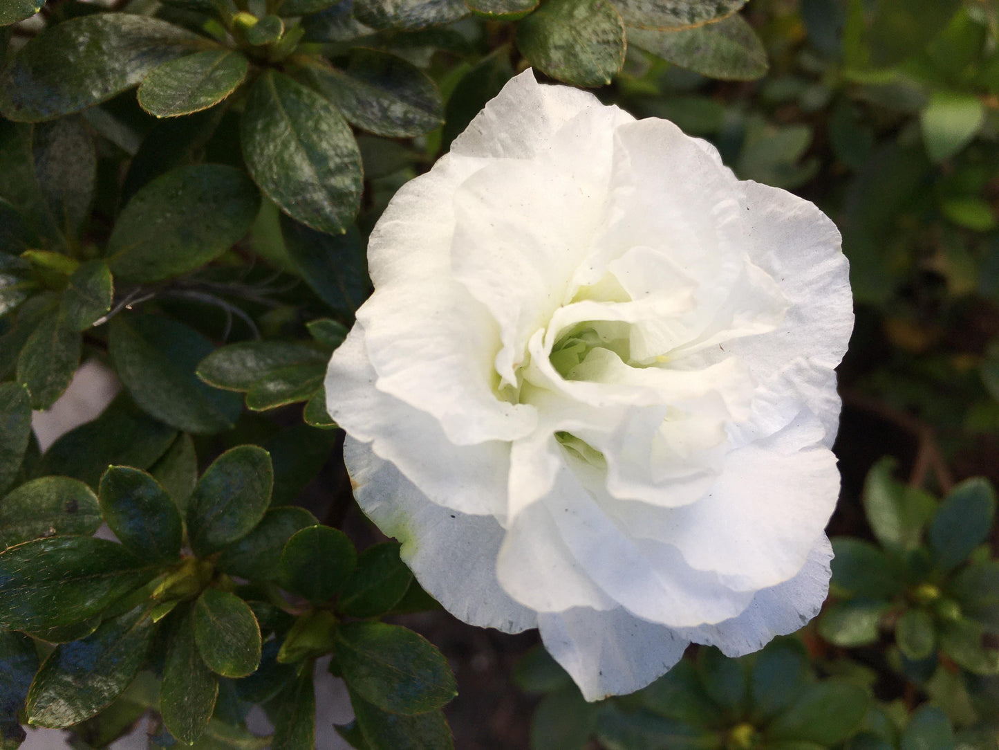 Azalea Perfecto Mundo Dbl White PW 3g