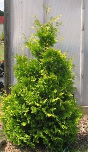 Yellow Ribbon Arborvitae - 5/6 ft